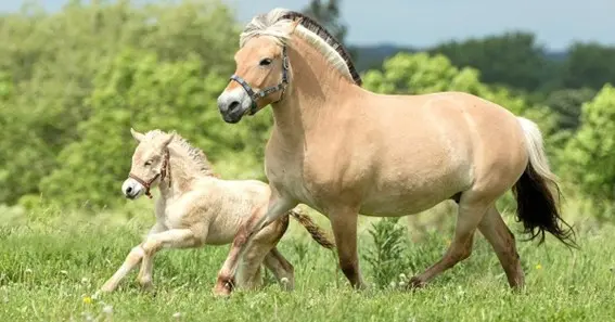 what is a baby horse called