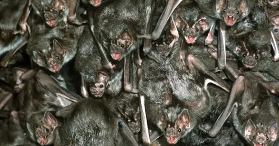 what is a group of bats called